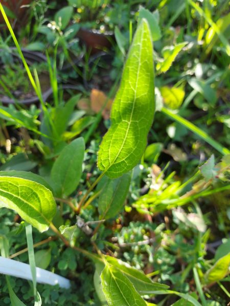 Süs Ekinezyası (Rudbeckia) Fidanı