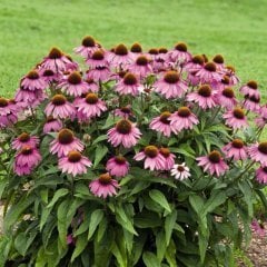 Süs Ekinezyası (Rudbeckia) Fidanı