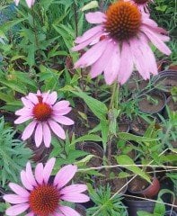 Süs Ekinezyası (Rudbeckia) Fidanı