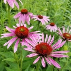 Süs Ekinezyası (Rudbeckia) Fidanı