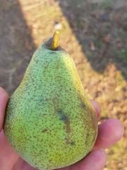 Susak Armutu Fidanı 120-150 cm