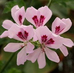 Pelargonium Graveolens-Itır Çiçeği