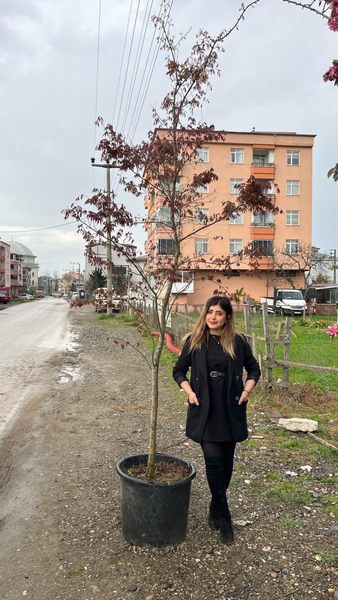 Japon Akçaağacı Blood Good 350 cm-Gövde Çevresi 14-18 cm