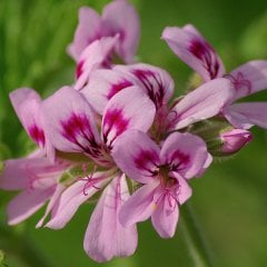 Pelargonium Graveolens-Itır Çiçeği