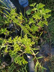 Pelargonium Graveolens-Itır Çiçeği