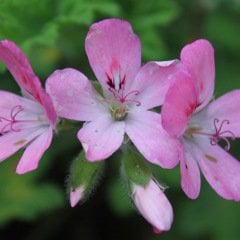 Pelargonium Graveolens-Itır Çiçeği
