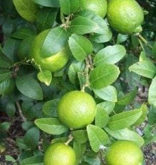Lime (Meksika Misket Limonu) Dikensiz Kültür Çeşit 6-7 Yaş-200-230 cm