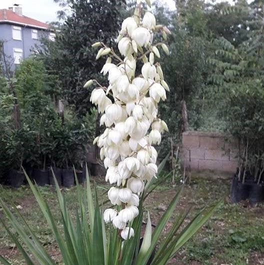 Avize Çiçeği Jucca Yukka Filamentosa 50-90 cm
