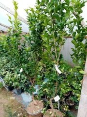 Lime (Meksika Misket Limonu) Dikensiz Kültür Çeşit 6-7 Yaş-200-230 cm