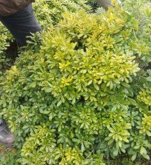 Pittosporum Tobira Nana (Anaç,Damızlık) Bitki- Çevre Genişliği 100 cm