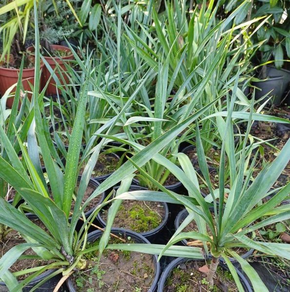 Avize Çiçeği Jucca Yukka Filamentosa 50-90 cm