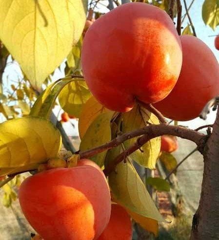 Rojo Brillante (Trabzon Hurması) 150-200 cm-4 Yaş-Tüplü