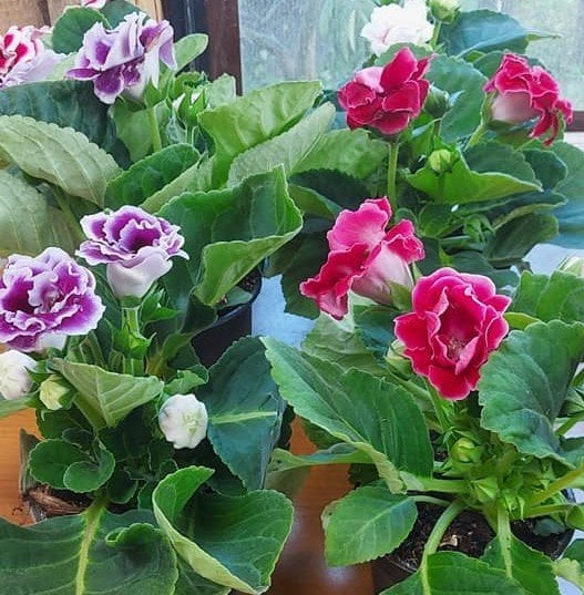 Gloksinya (Sinningia-Bardak Menekşesi)