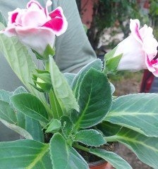 Gloksinya (Sinningia-Bardak Menekşesi)