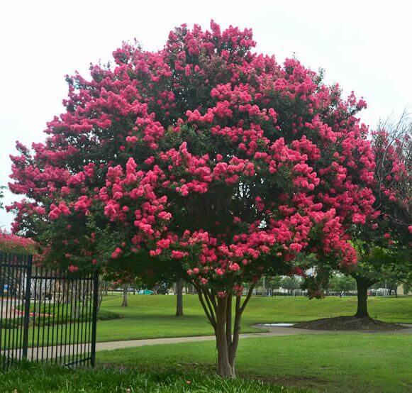 Oya Ağacı (Lagerstromia indica) 250-300 cm-Gövde Çevresi 10-12 cm