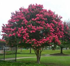 Oya Ağacı (Lagerstromia indica) 200-250 cm-Gövde Çevresi 10-12 cm