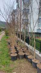 Oya Ağacı (Lagerstromia indica) 250-300 cm-Gövde Çevresi 10-12 cm