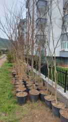 Oya Ağacı (Lagerstromia indica) 250-300 cm-Gövde Çevresi 10-12 cm
