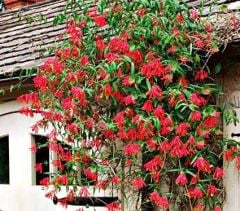 Lonicera sempervirens (Trompet Hanımeli) Fidanı 100 cm