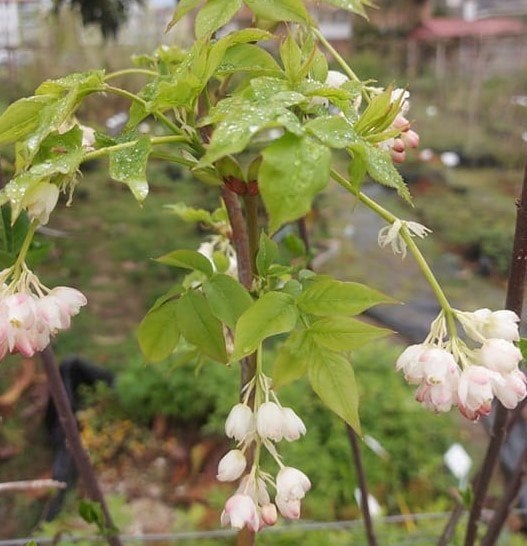Staphylea Pinnata-Ağızlık Çalısı Fidanı 30-40 cm