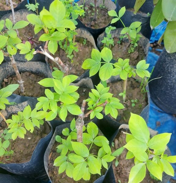 Staphylea Pinnata-Ağızlık Çalısı Fidanı 30-40 cm