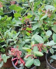 Lonicera sempervirens (Trompet Hanımeli) Fidanı 100 cm
