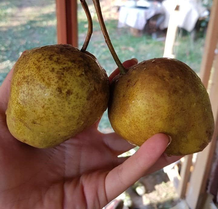 Batum Armutu-Şeker Armut Fidanı 120 cm-Açık Kök