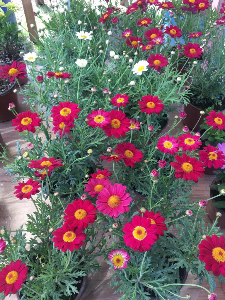 Çeşme Papatyası (Argyranthemum frutescens)