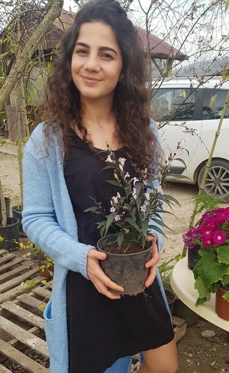 Ruellia Brittoniana (Mexican Petunia) Mücevher Çiçeği