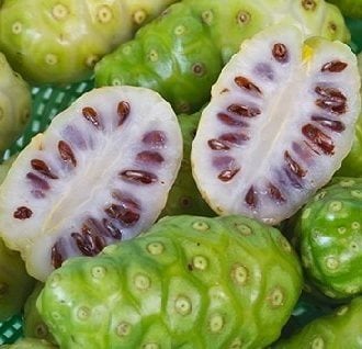 Noni ( Hint Dutu) 4-5 Yaş-Meyve veren Fidanı