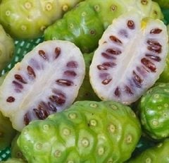 Noni ( Hint Dutu) 4-5 Yaş-Meyve veren Fidanı