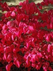 Euonymus Alatus Compactus-Yanar Çalı Fidanı 30-40 cm