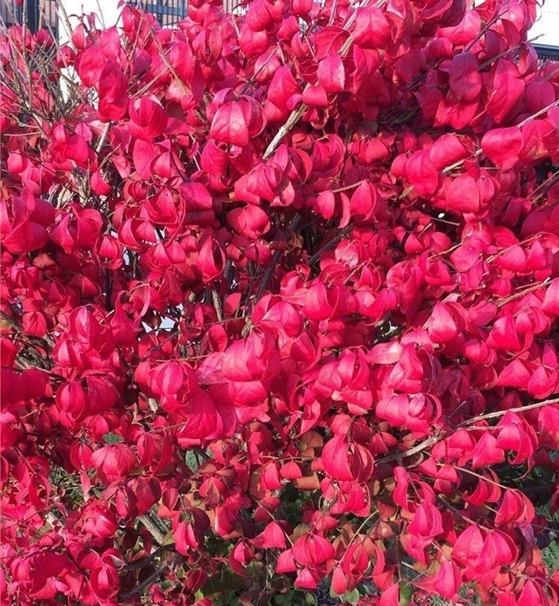 Euonymus Alatus Compactus-Yanar Çalı Fidanı 30-40 cm