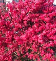 Euonymus Alatus Compactus-Yanar Çalı Fidanı 30-40 cm