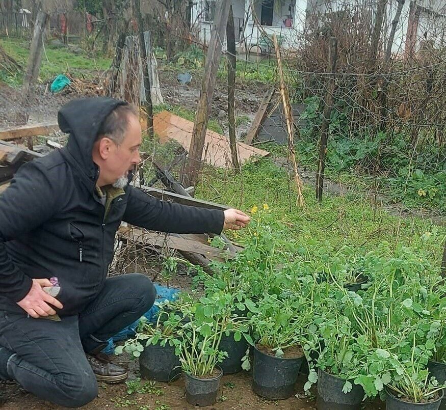 Kırlangıç Otu (Temre Otu) Tohumu 25 adet
