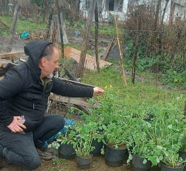 Kırlangıç Otu (Temre Otu) Tohumu 25 adet