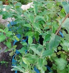 Goumi (Eleagnus Multiflora) 100 cm