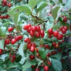 Goumi (Eleagnus Multiflora) 100 cm