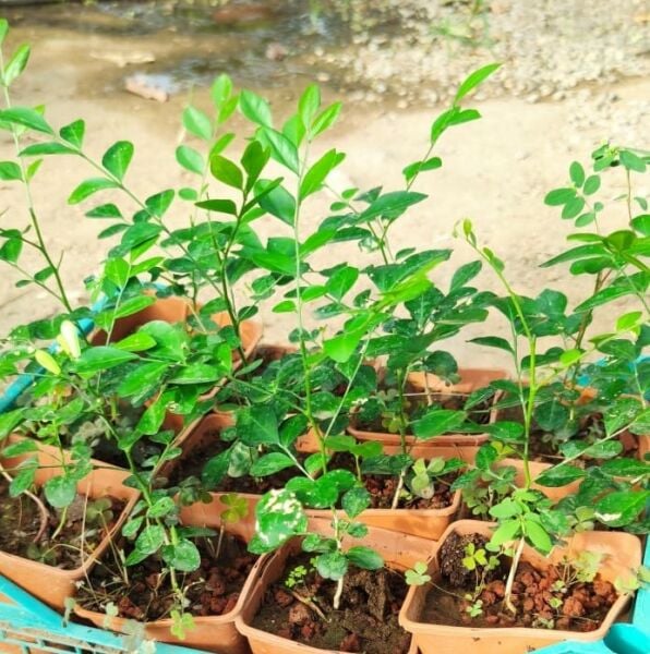 Murraya (Turunçgil Yasemini) Portakal Çiçeği Kokulu Yasemin