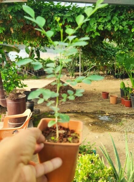 Murraya (Turunçgil Yasemini) Portakal Çiçeği Kokulu Yasemin
