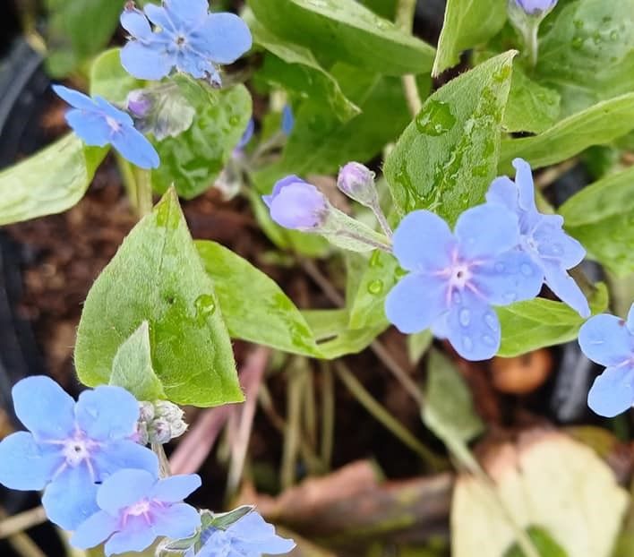Unutma Beni Çiçeği ( Myosotis scorpioides)