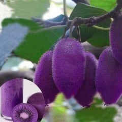 Kivi Actinidia Purpurea Fidanı 20 cm