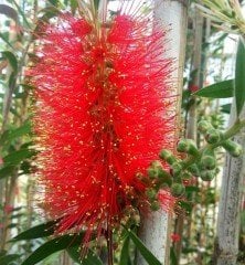 Callistemon citrinus (Fırça Çalısı)-80-100 cm