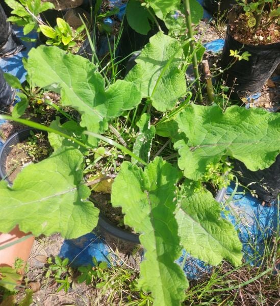 Dulavrat otu - Arctium Lappa Fidanı