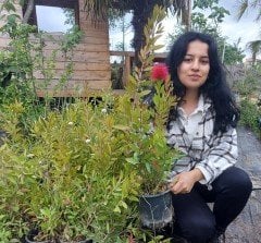 Callistemon citrinus (Fırça Çalısı)-80-100 cm