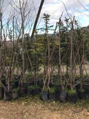 Ficus carica (Sarı Lop İncir )-5-7 Yaş- Boy 170-200 cm-Gövde Çevresi 8-12 cm