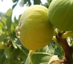 Ficus carica (Sarı Lop İncir )-5-7 Yaş- Boy 170-200 cm-Gövde Çevresi 8-12 cm