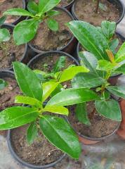 Viburnum plicatum (Japon Kartopu)-Yaprak Dökmeyen Kartopu Fidanı 40-70 cm