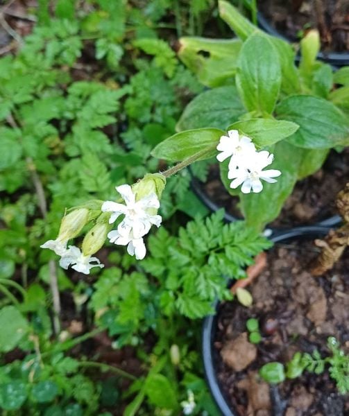 Silene latifolia subsp. alba Gıcı Gıcı Otu-Saksılı- Çiçekli