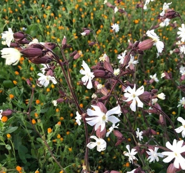 Silene latifolia subsp. alba Gıcı Gıcı Otu-Saksılı- Çiçekli